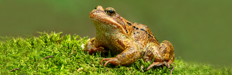 Grasfrosch