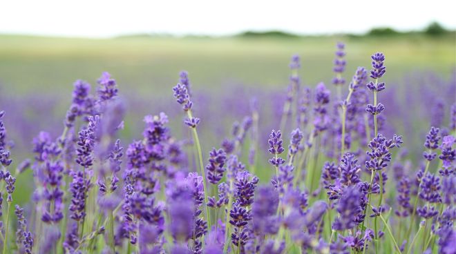 Echter Lavendel