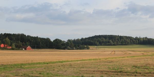 Erntezeit – aber ist genügend Futter für Vögel in der Natur vorhanden?