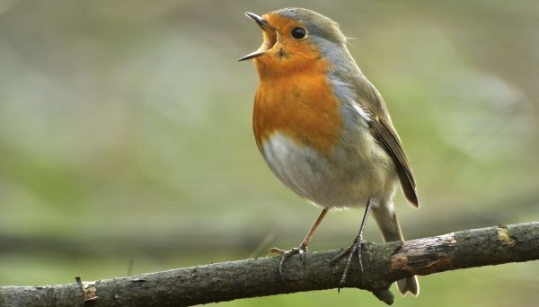 Pfeift der „Stadtvogel“ anders oder lauter?