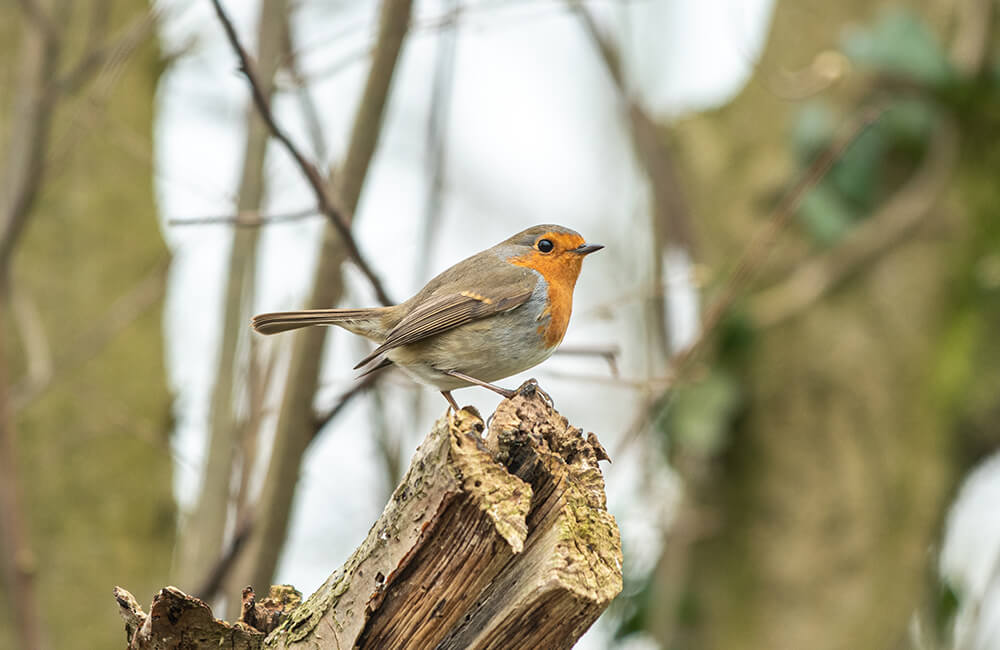 Ein Rotkehlchen im Wald