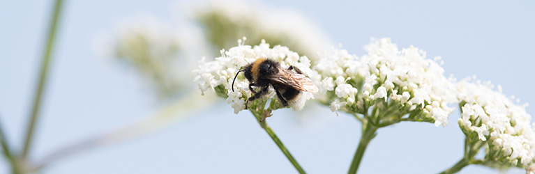 Wie lange leben Bienen? 