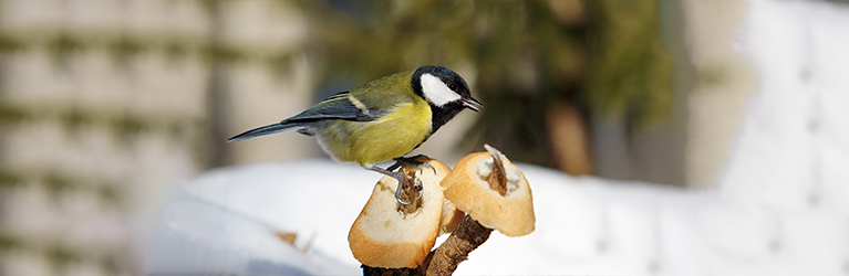 Kann man Vögel mit Brot füttern?