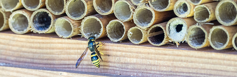 Wie baut man ein Bienenhaus?