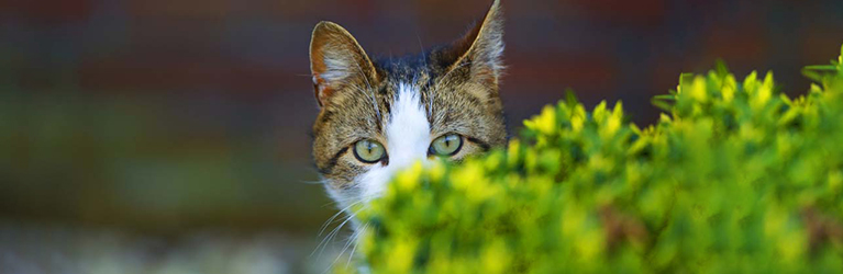 Wie verhindert man, dass Katzen das Igelfutter fressen?