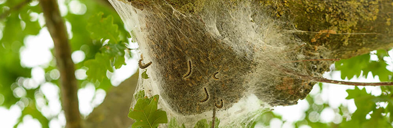 Diese Gartenvögel helfen gegen Eichen-Prozessionsspinner