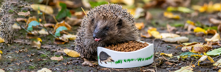 Was fressen Igel?
