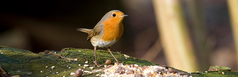Welcher kleine Vogel ist in deinem Garten? 