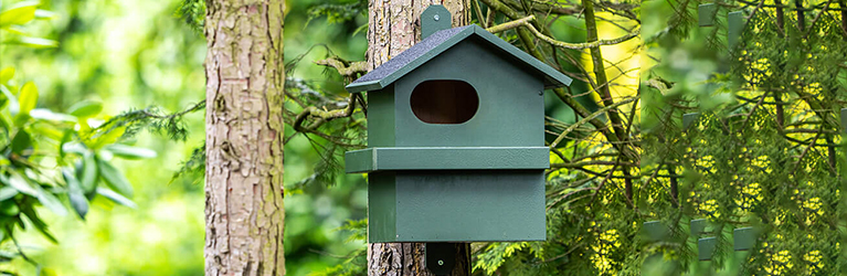 Wo sollte man einen Eichhörnchen-Nistkasten aufhängen?