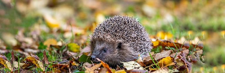 Wo leben Igel? 