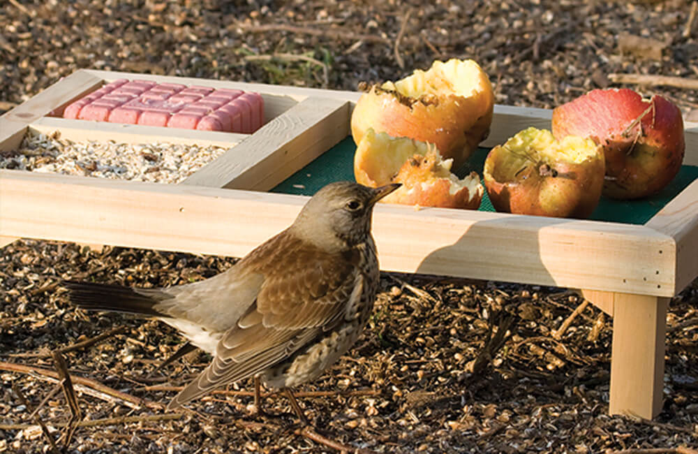 Ein Vogel besucht einen Vogeltisch, auf den frische Apfelscheiben gelegt wurden.