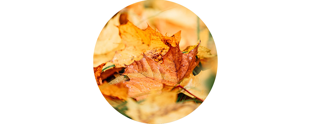 Einige gefallene Blätter auf einem Waldboden.