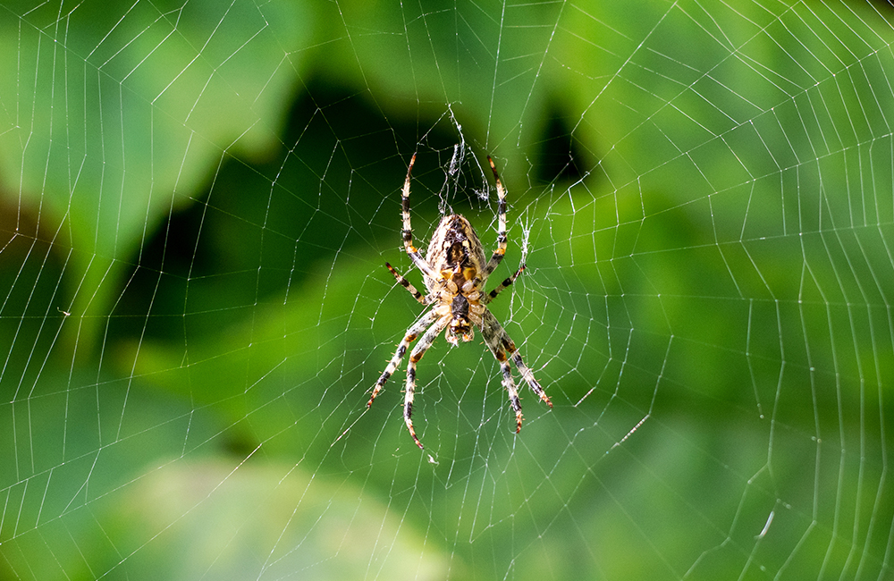 Eine Spinne, die in ihrem Netz im Garten sitzt.