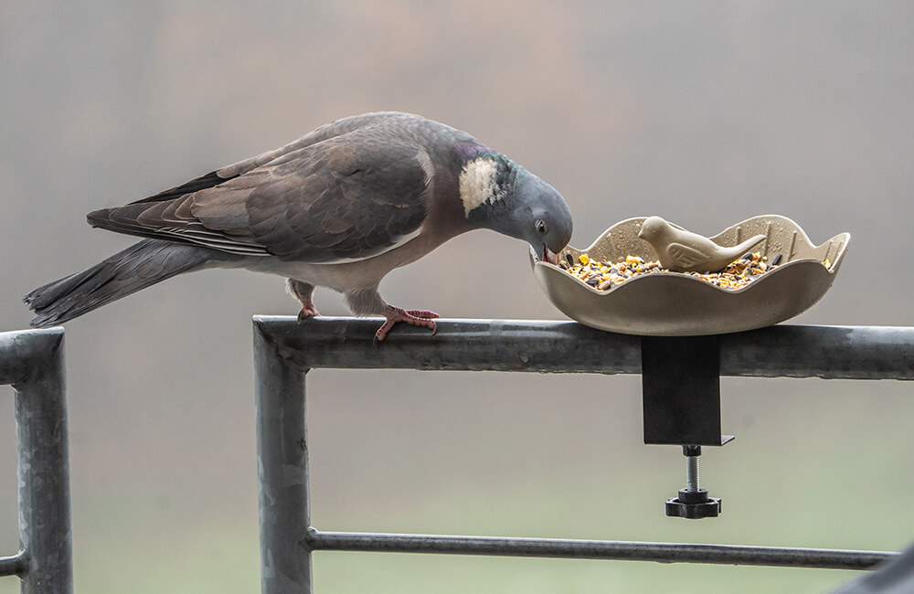Eine Ringeltaube, die aus einem Vogelfutterhäuschen auf einem Balkon frisst.