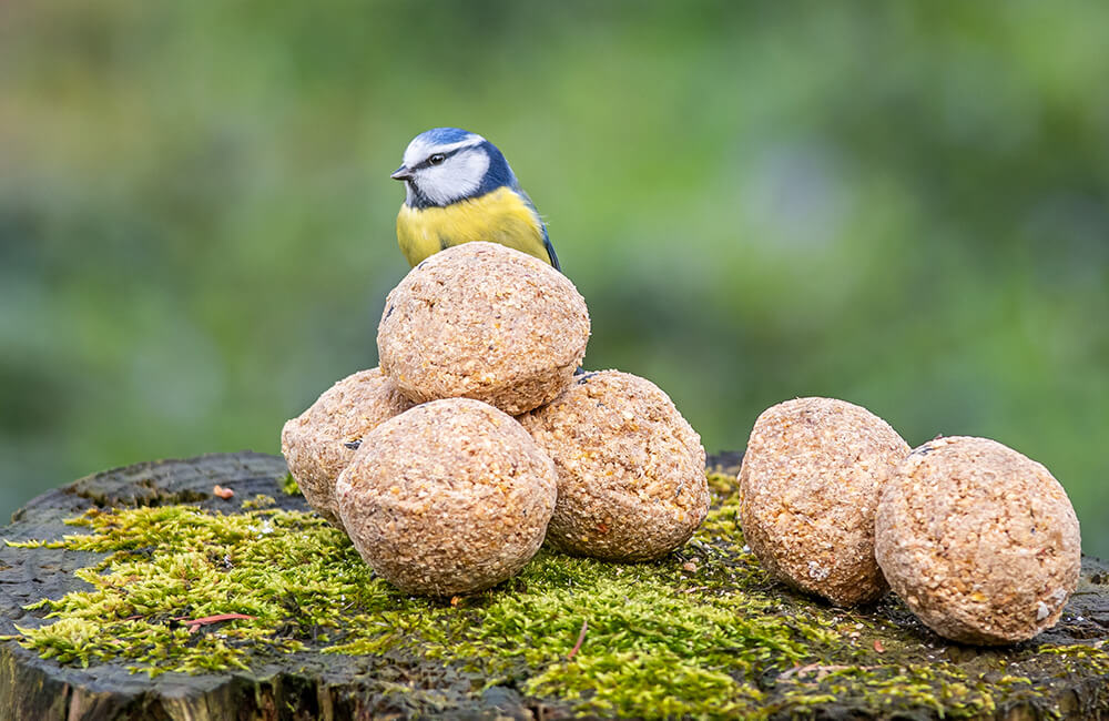 Blaumeise sitzt neben einem Haufen Meisenknödel.