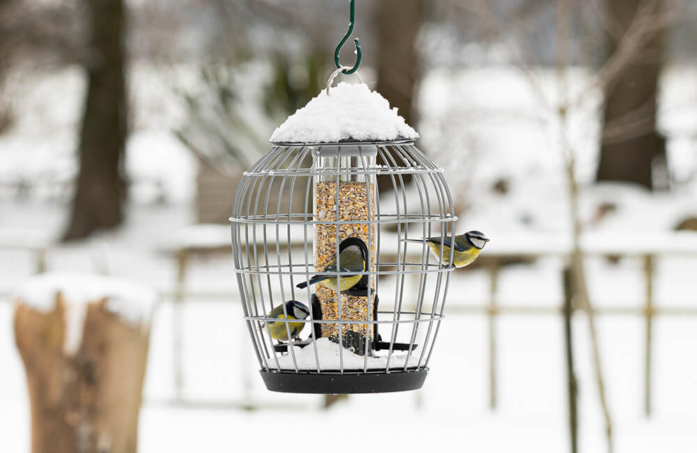 Ein eichhörnchensicheres Vogelfutterhaus im Winter, mit 3 Blaumeisen, die Vogelfutter fressen