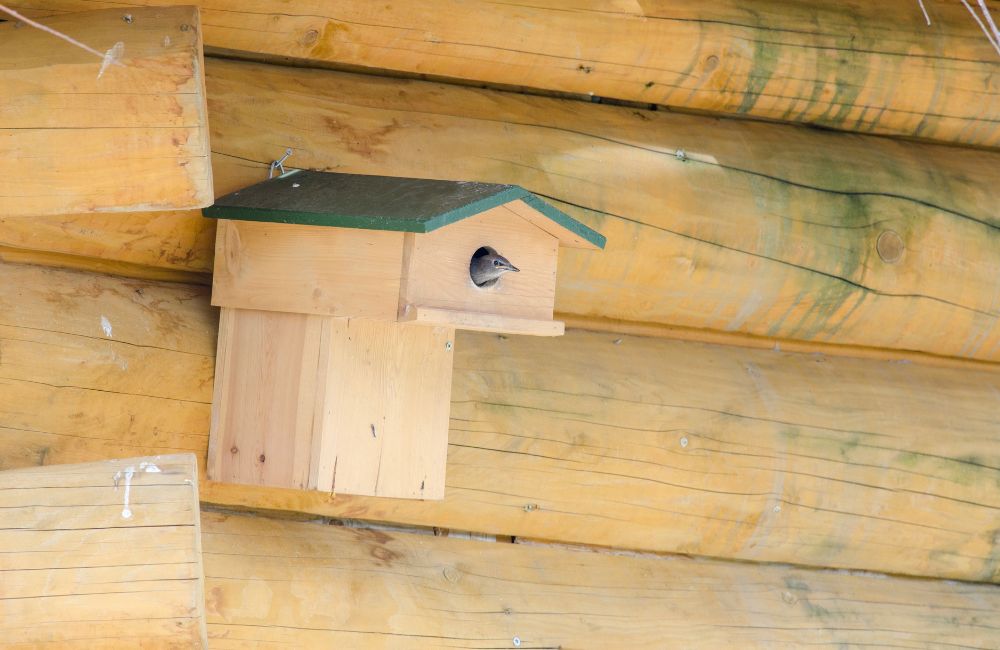 Ein Vogel streckt seinen Kopf aus einem Nistkasten