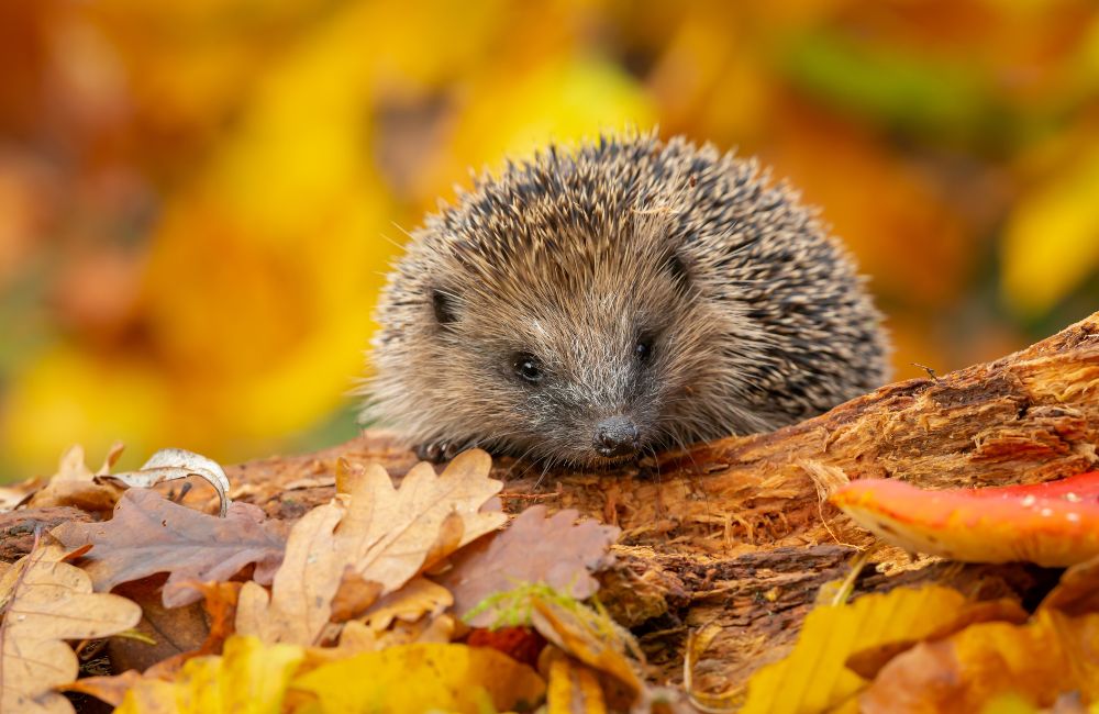 Ein Igel zwischen den Blättern