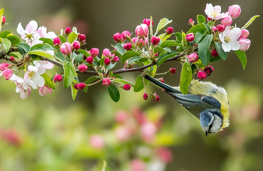Eine Blaumeise, die im späten Frühling kopfüber an einem Kirschbaum hängt.