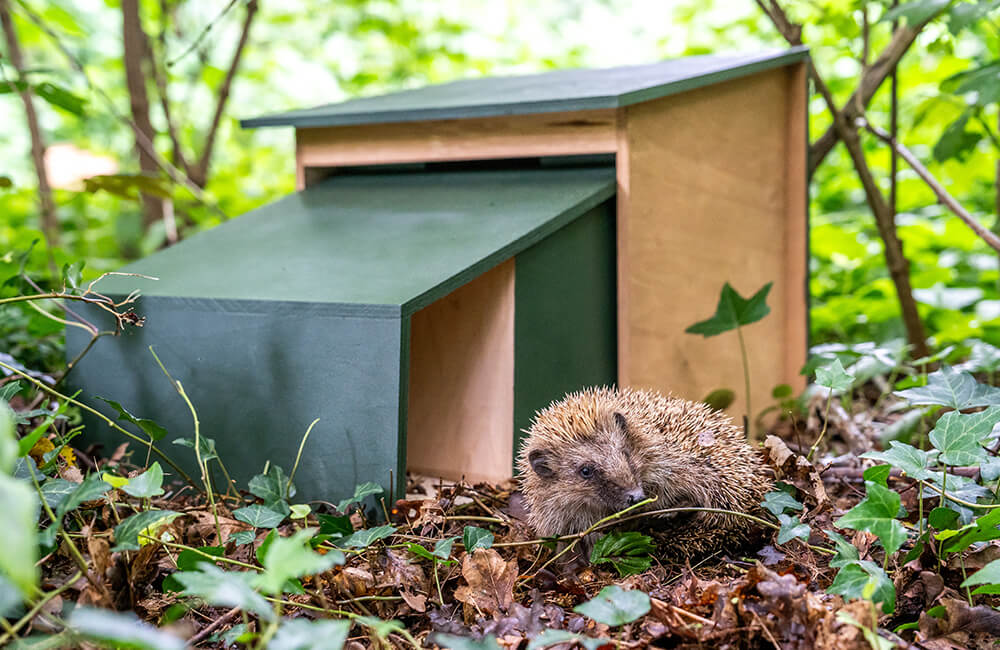 Ein Igel inspiziert ein Igelhaus in einem Wald.