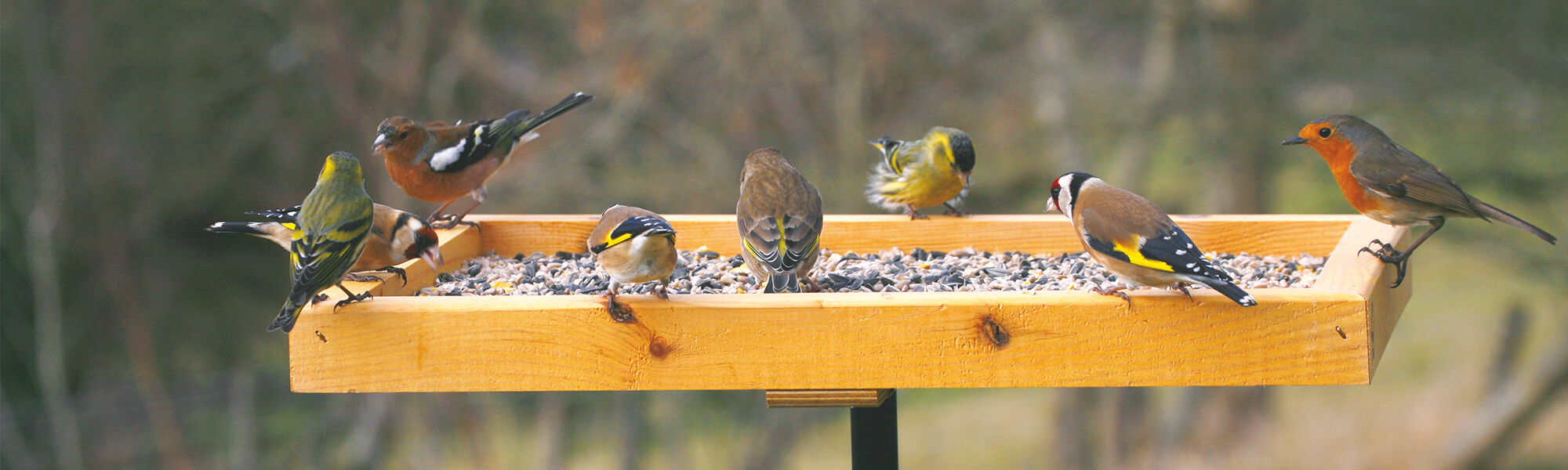 Grünfinken, Stieglitze und ein Rotkehlchen besuchen gemeinsam einen Futtertisch für Gartenvögel.