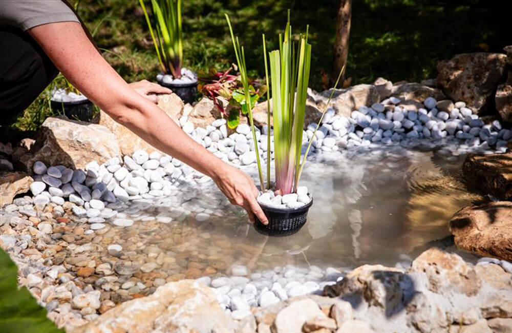 Pflanzen in den Teich setzen