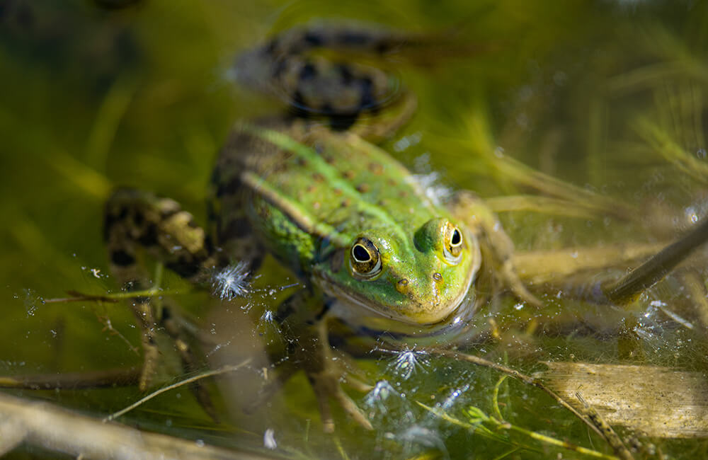 Eine Kr&ouml;te in einem Teich mit klarem Wasser