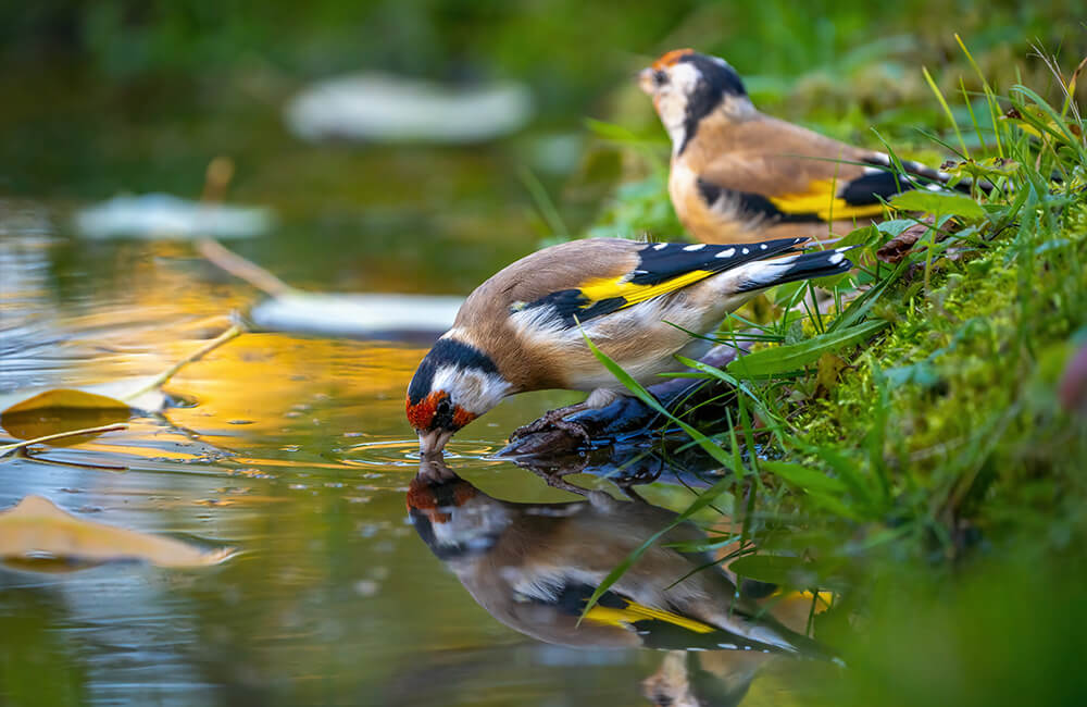 Zwei Stieglitze an einem Teich. Einer von ihnen trinkt und man sieht Bl&auml;tter auf dem Wasser schwimmen.