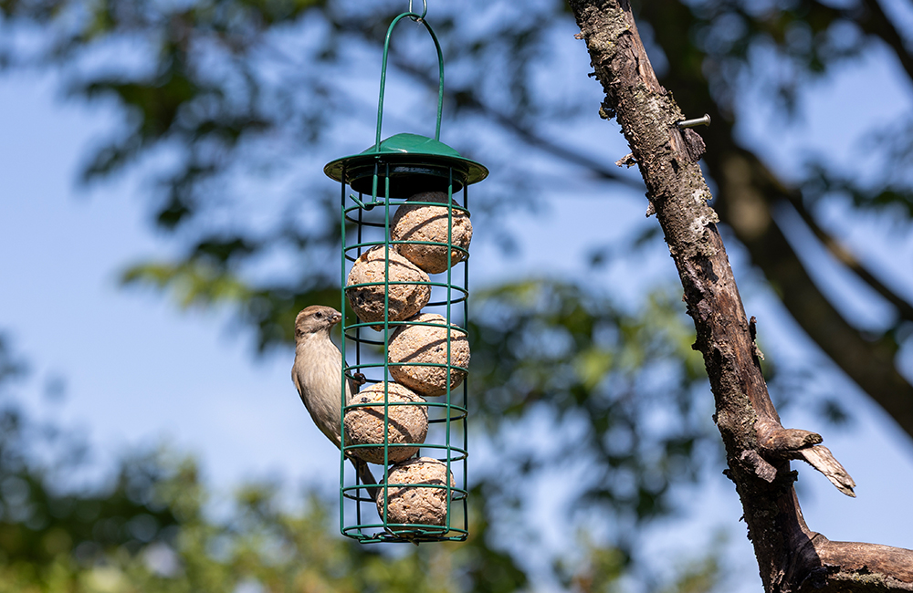Spatz genießt Meisenknödel, die in einem Futterhaus an einem Ast befestigt sind.