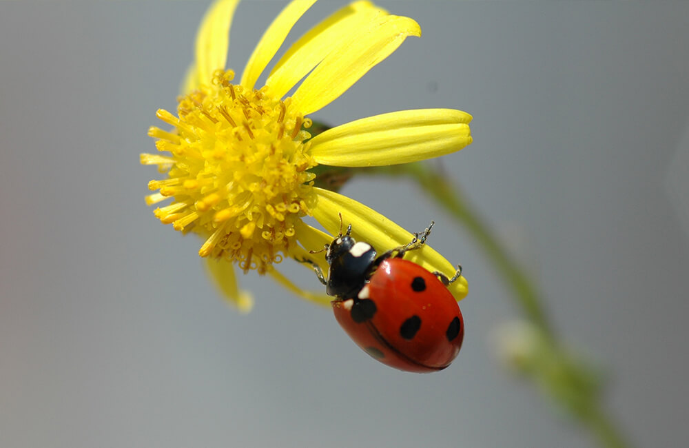 Ein Marienkäfer auf der Suche nach Nahrung auf einer gelben Blume