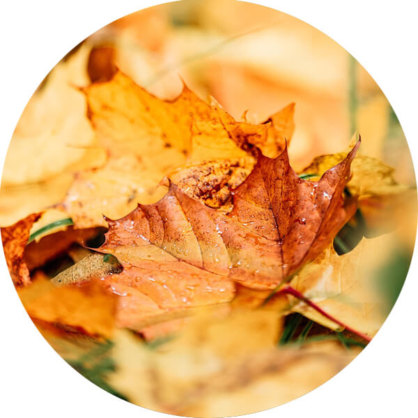 Einige gefallene Blätter auf einem Waldboden.