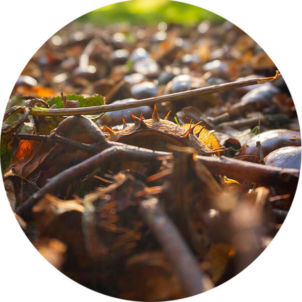 Ein Bündel Zweige auf einem Waldboden.