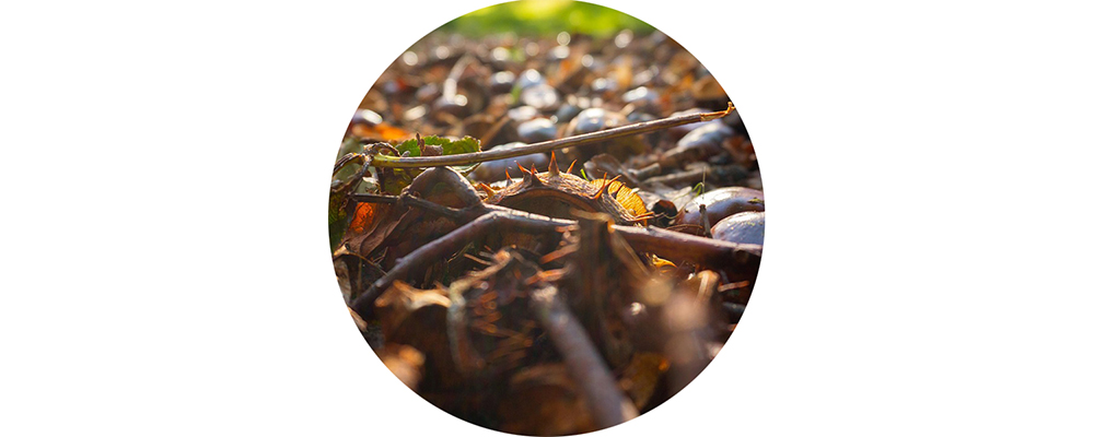 Ein Bündel Zweige auf einem Waldboden.