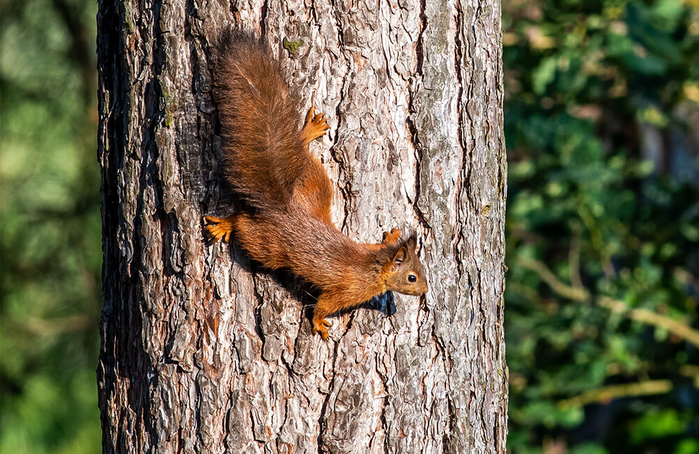Ein munteres Eichhörnchen klettert auf einem Baum herum.
