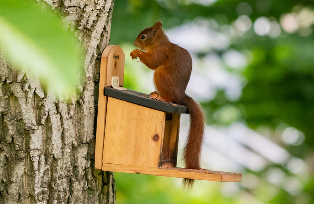 Ein Eichhörnchen frisst Nüsse aus einem Futterautomat, der hoch an einem Baum befestigt ist.