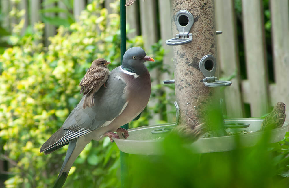 Eine friedliche Ringeltaube (Columba palumbus) sitzt zusammen mit einer Spatzenfamilie auf einem Vogelfutterhäuschen.
