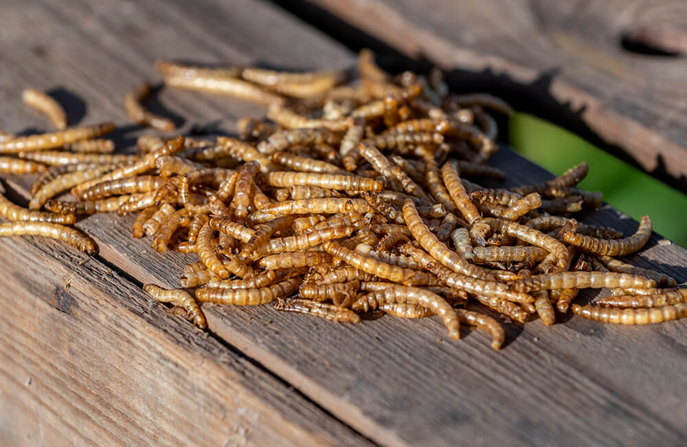 Getrocknete Mehlwürmer für Gartenvögel.