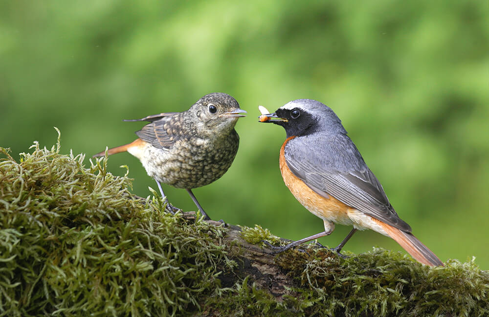 Ein Pärchen Gartenrotschwänze, bei dem das Männchen das Weibchen mit einem Insekt füttert.