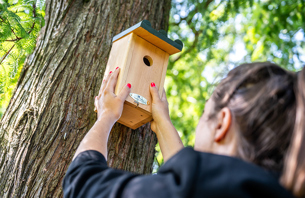 Eine Frau bringt einen Nistkasten an einem Baum an