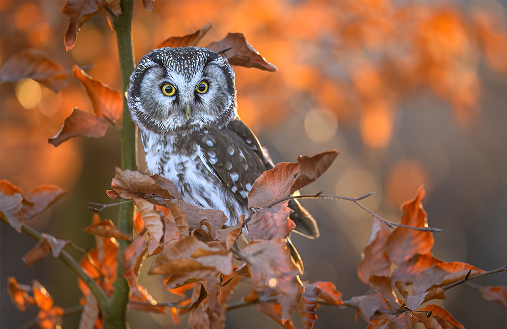 Ein Raufußkauz (Aegolius funereus) sitzt auf einem Ast umgeben von orangen, herbstlichen Blättern.