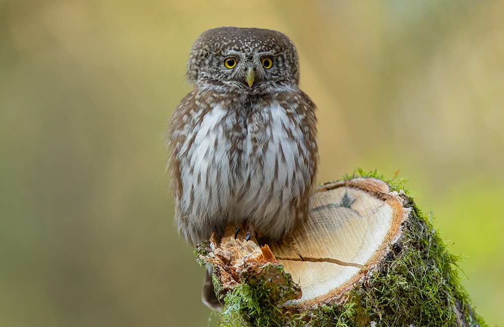 Ein Sperlingskauz (Glaucidium passerinum), der auf einem Baumstumpf sitzt.