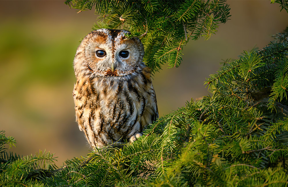 Ein Waldkauz (Strix aluco) zwischen Ästen eines Nadelbaums.