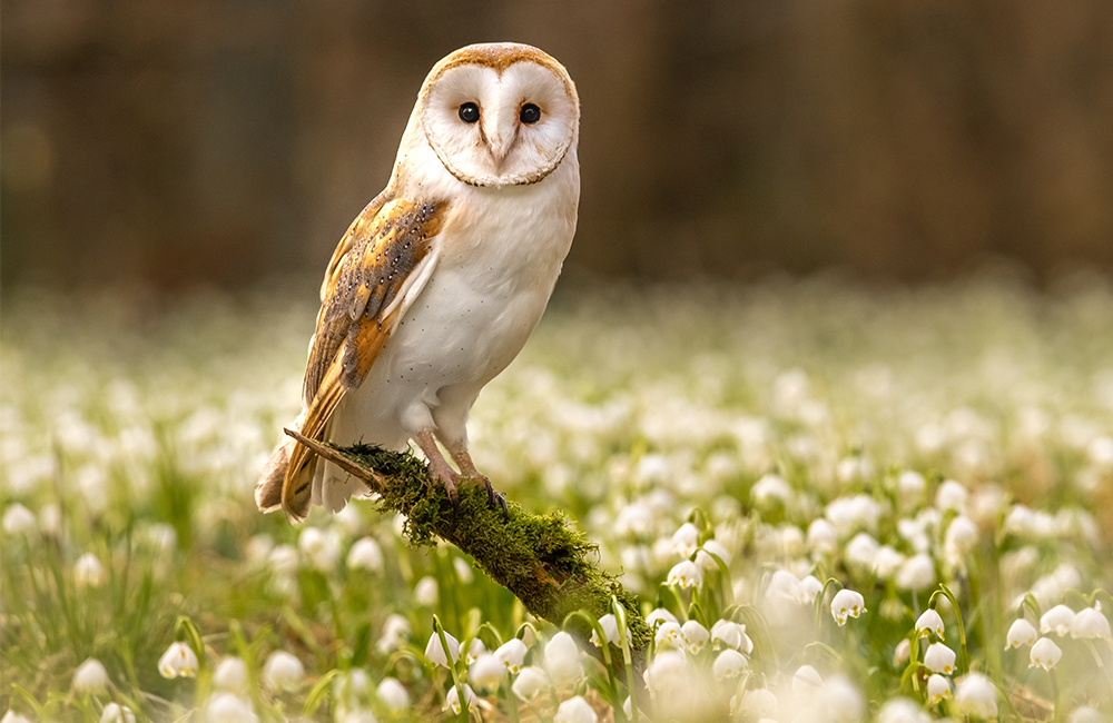 Eine Schleiereule (Tyto alba) in einem blühenden Feld.