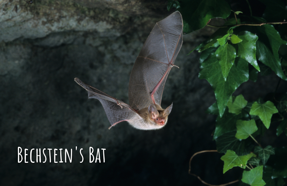 Bechsteinfledermaus