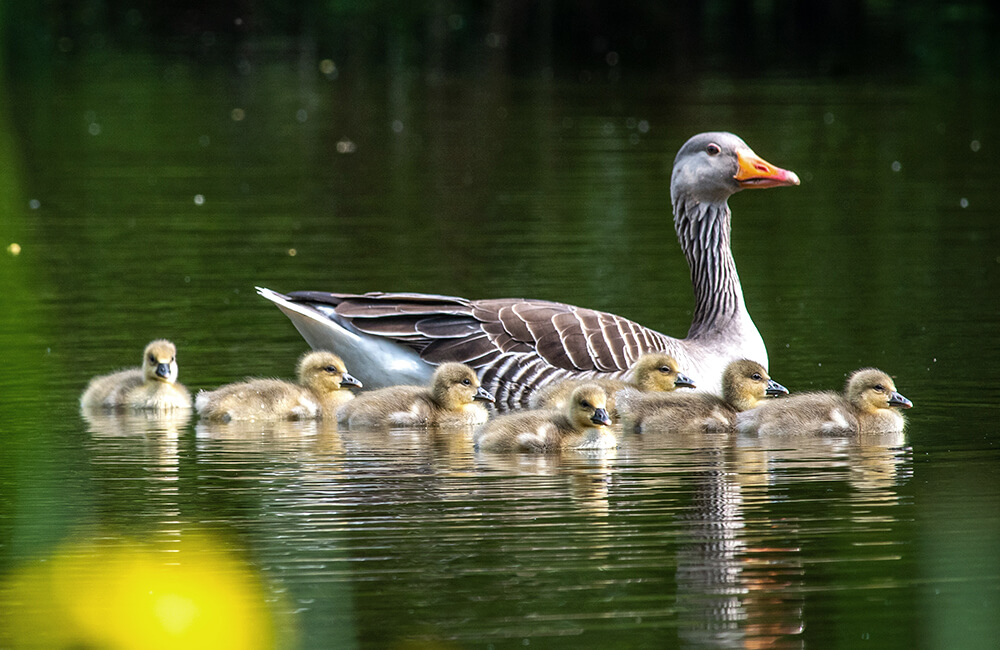 Eine Entenfamilie auf dem Wasser