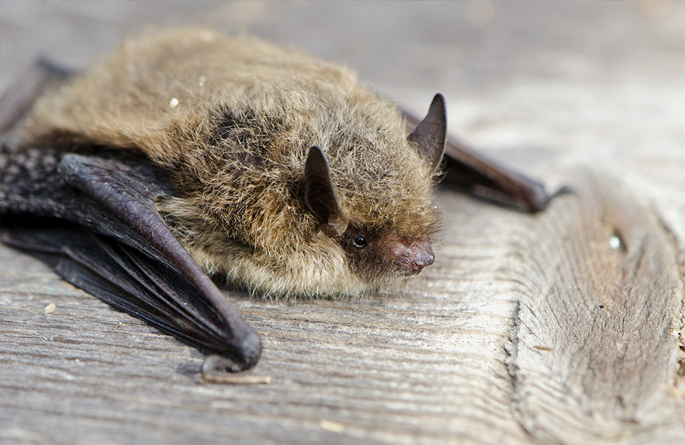 Eine Fledermaus ruht auf einem Baumstumpf.