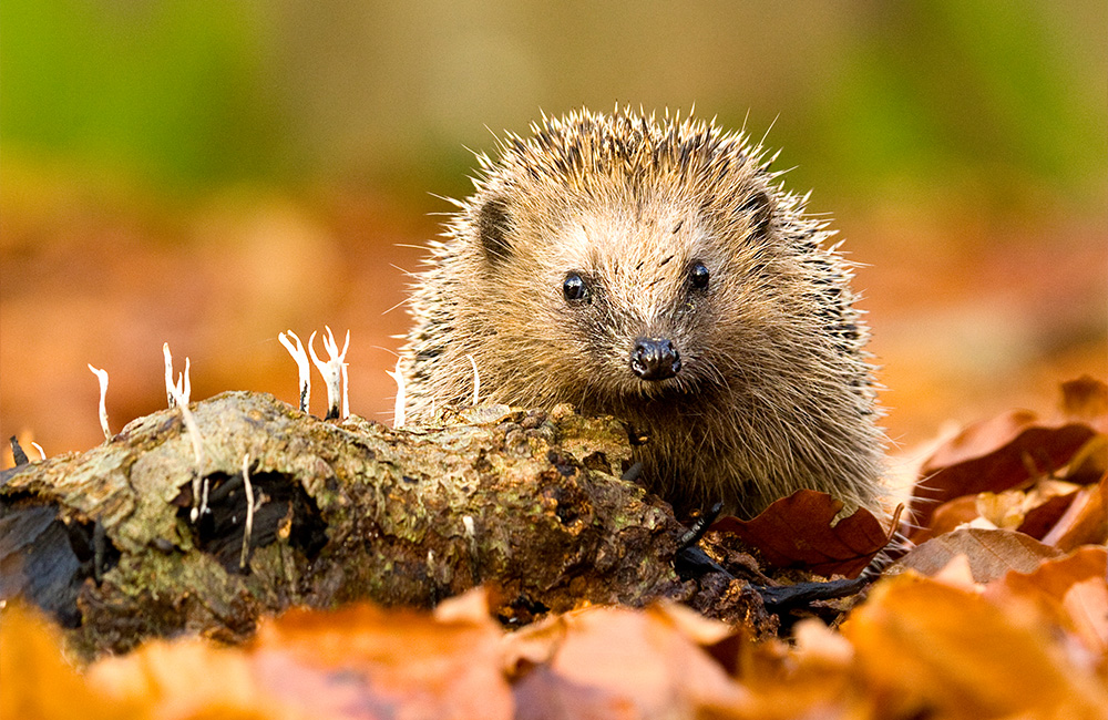 Ein Igel schaut in die Kamera. Um ihn herum sind gefallene Blätter im Herbst.