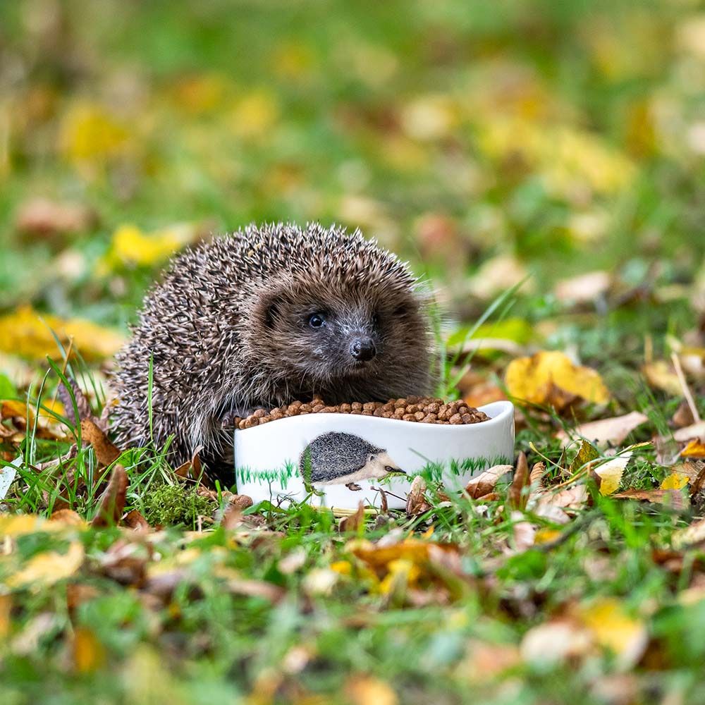 Ein Igel frisst Vivara-Igelfutter